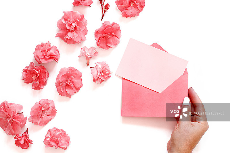 裁剪的手的女人拿着粉红色的花在白色的背景图片素材