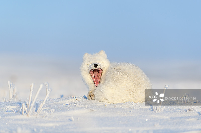 俄罗斯，北极狐躺在雪地里图片素材