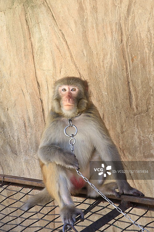 北京房山七渡花果山景区猕猴图片素材