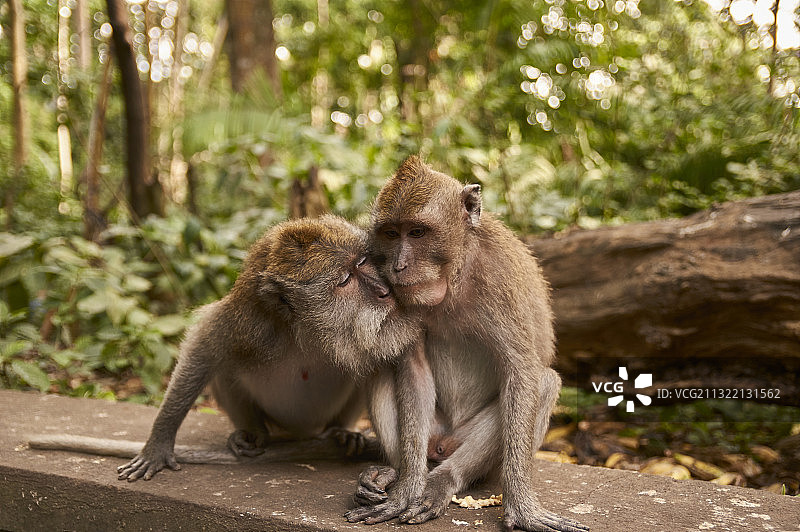 印度尼西亚  巴厘岛  圣猴森林公园图片素材