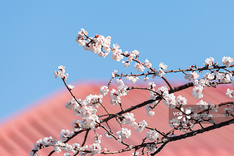 春天盛开的白色杏花图片素材