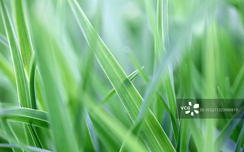 绿色的草，养眼，春天的气息图片素材