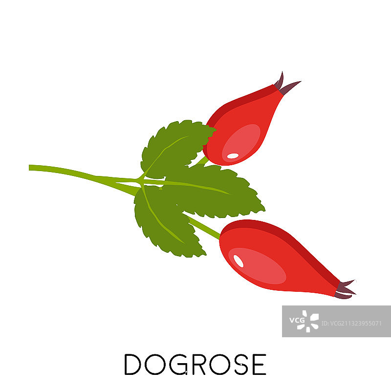 玫瑰果果细枝与叶扁平图标图片素材