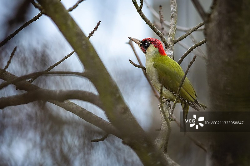 在捷克共和国普拉哈的树枝上栖息的鸣禽的特写图片素材