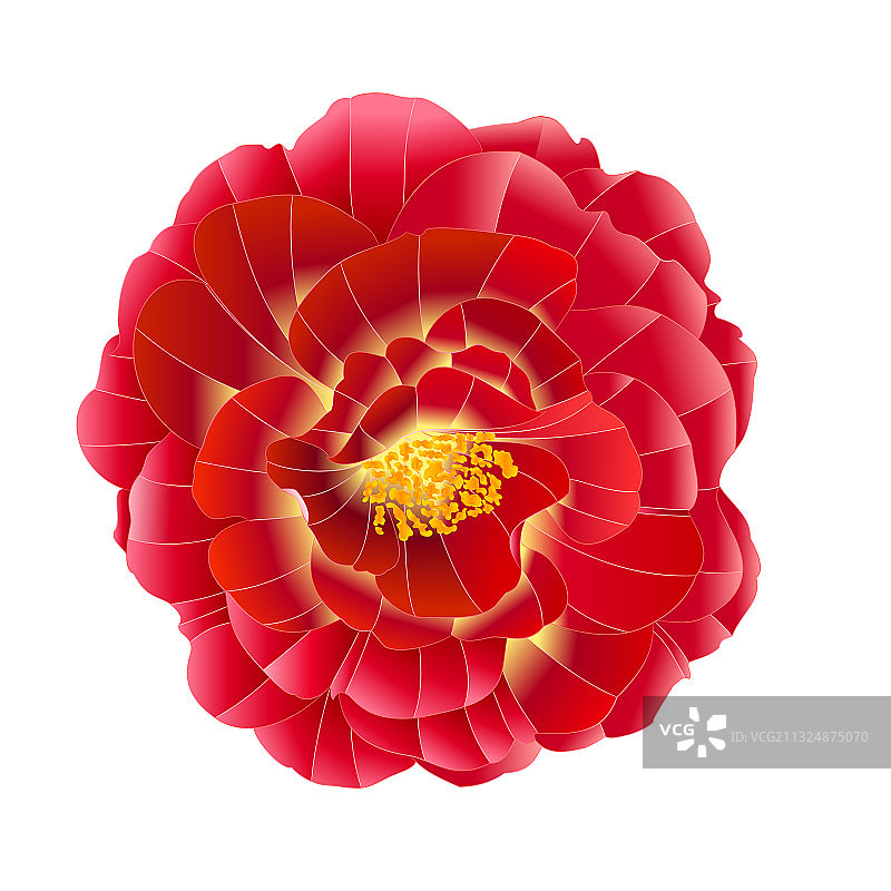 红玫瑰与橙色中心水彩图片素材