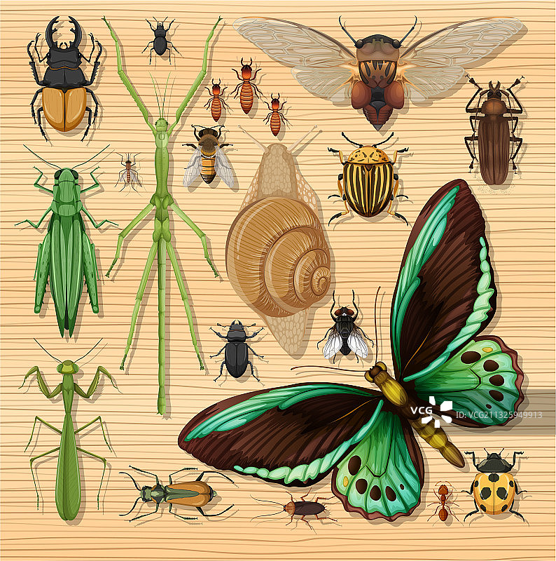在木质墙纸上设置不同的昆虫图片素材