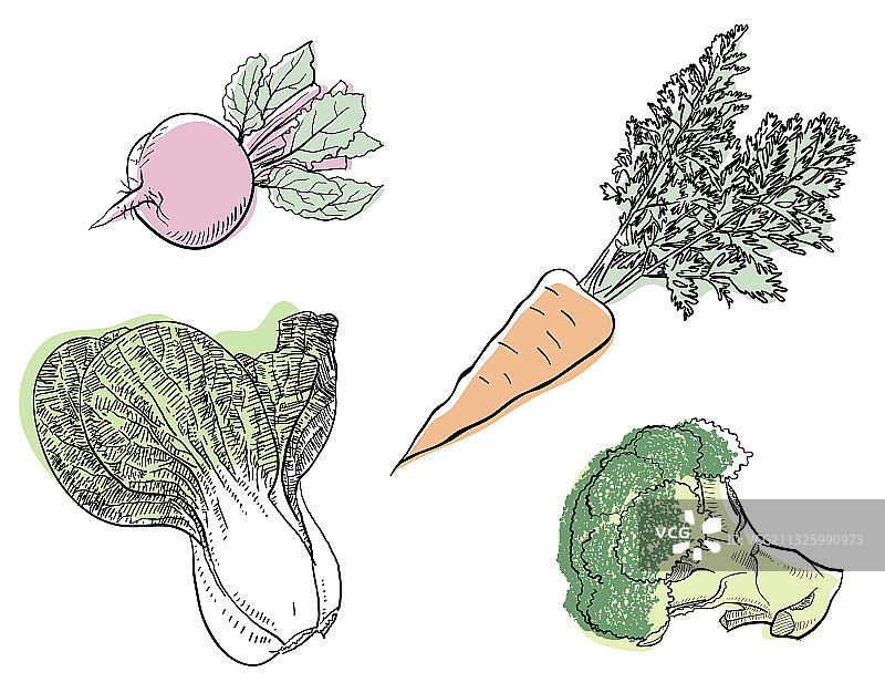 可爱的蔬菜插画图片素材