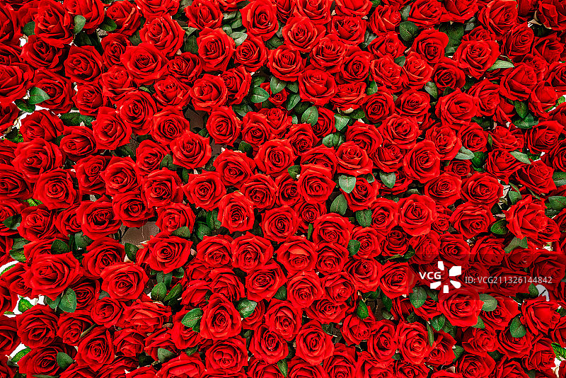 红色玫瑰花墙面背景图片素材