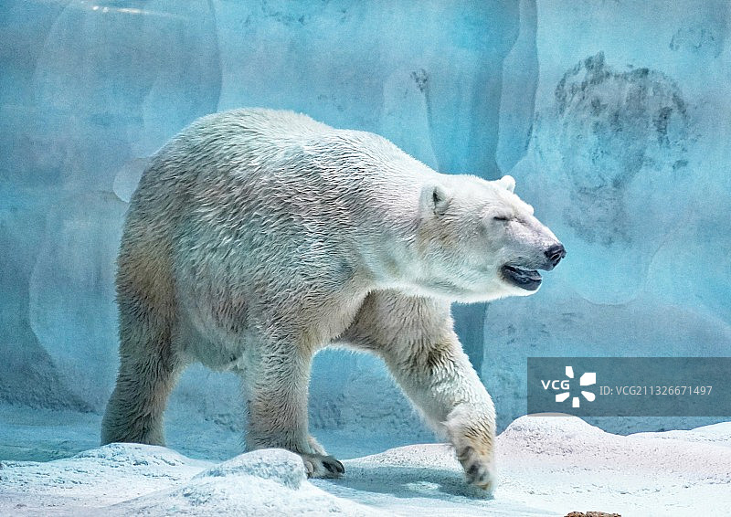 长隆海洋王国北极熊图片素材