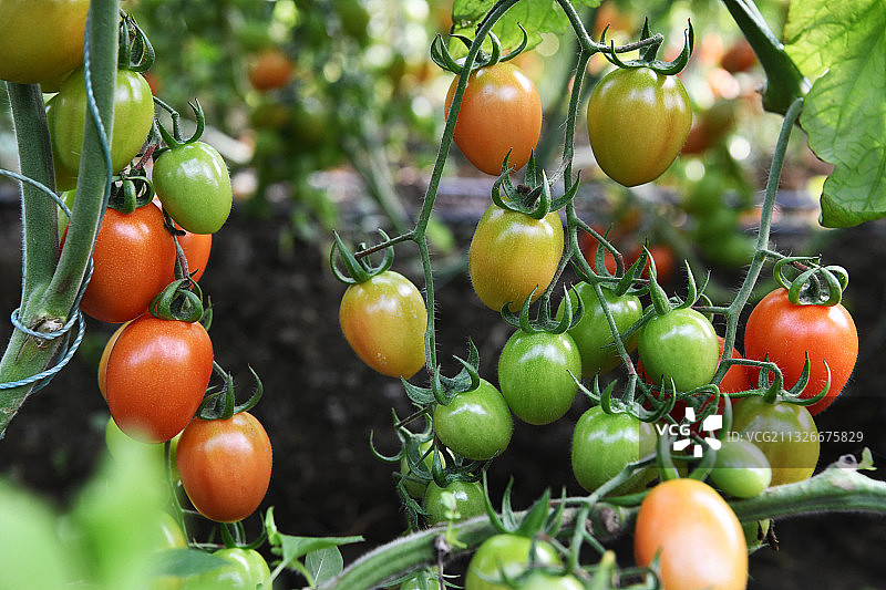 山东枣庄山亭区温室大棚内硕果累累的西红柿番茄图片素材