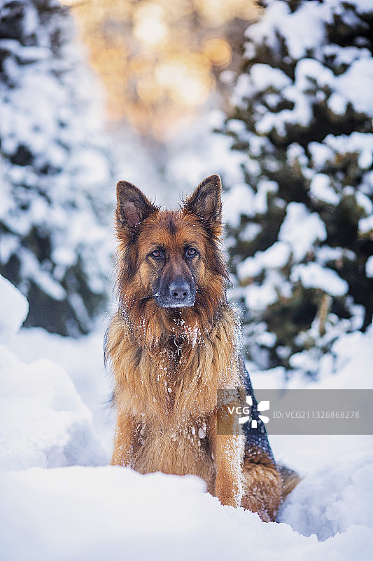 雪地上的狗的肖像图片素材