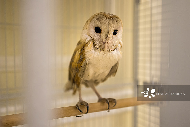 沙特阿拉伯利雅得笼子里栖息的猫头鹰的特写图片素材