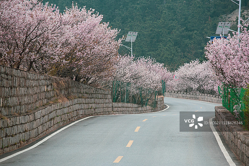 樱花公路图片素材