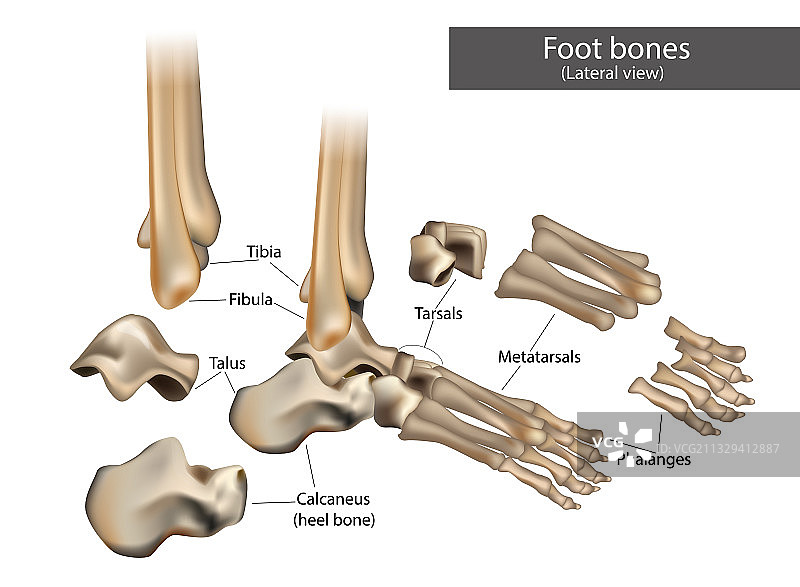 人体足部骨骼的解剖结构图片素材