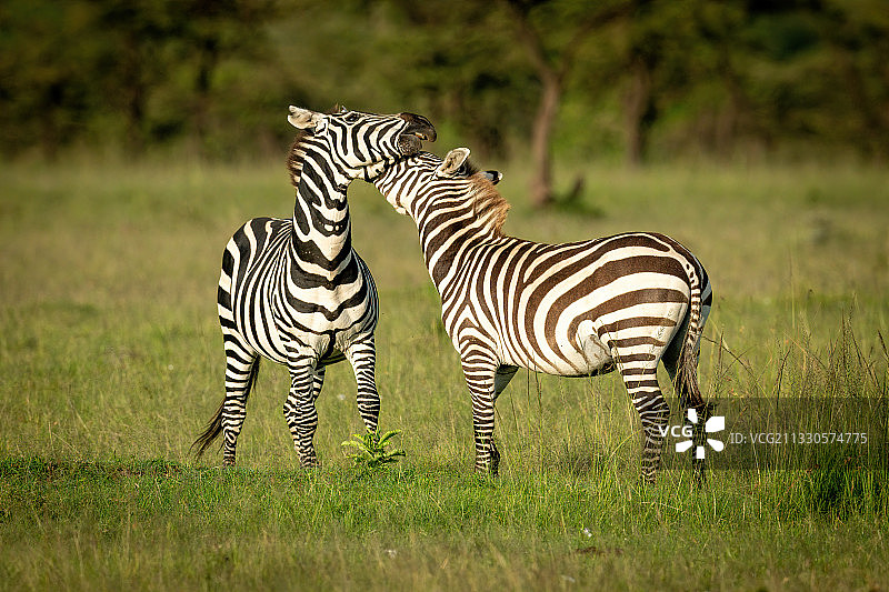 肯尼亚科亚基，两只草原斑马在草地上嬉戏图片素材