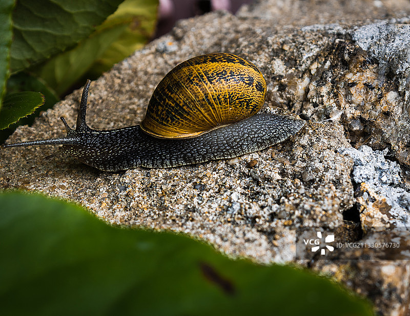 蜗牛在岩石上的特写图片素材