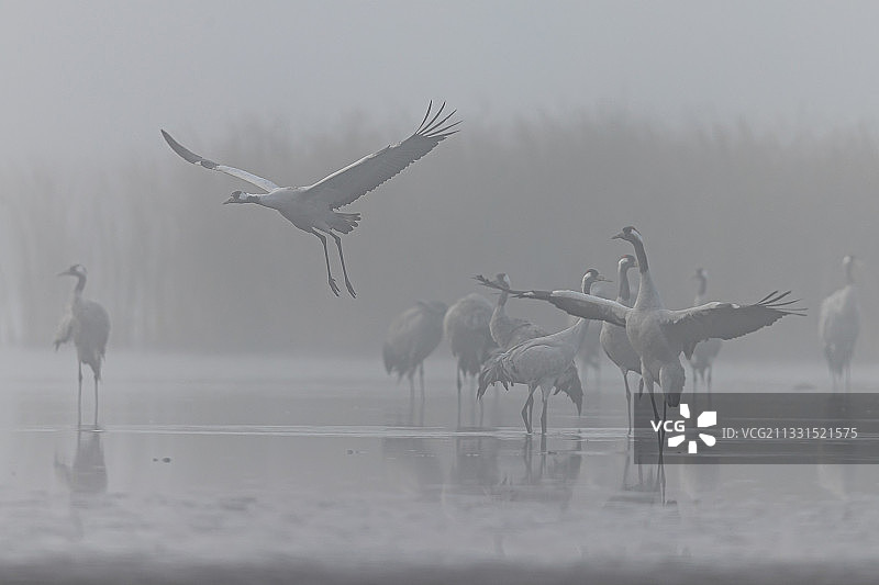 波兰湿地风光图片素材