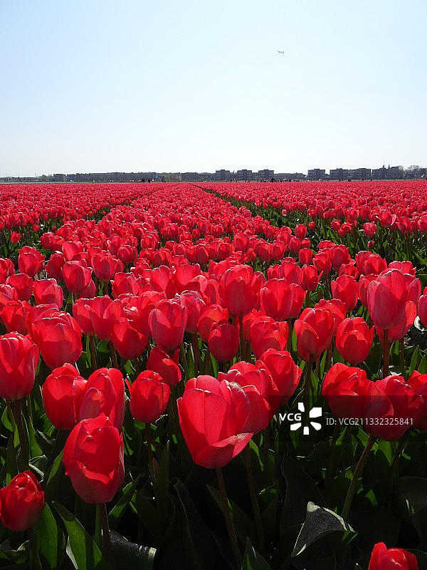 荷兰，在晴朗天空下的田野上，红色郁金香的特写图片素材