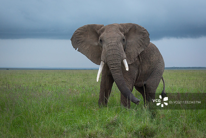 一只孤独的非洲象在肯尼亚科亚基的非洲平原上吃草图片素材
