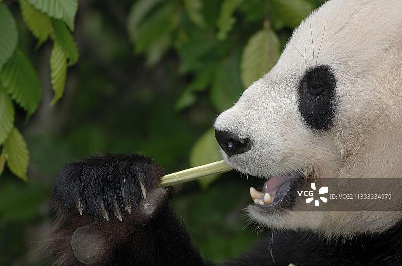 大熊猫(Ailuropoda melanoleuca)，竹熊，侧，爪，爪图片素材