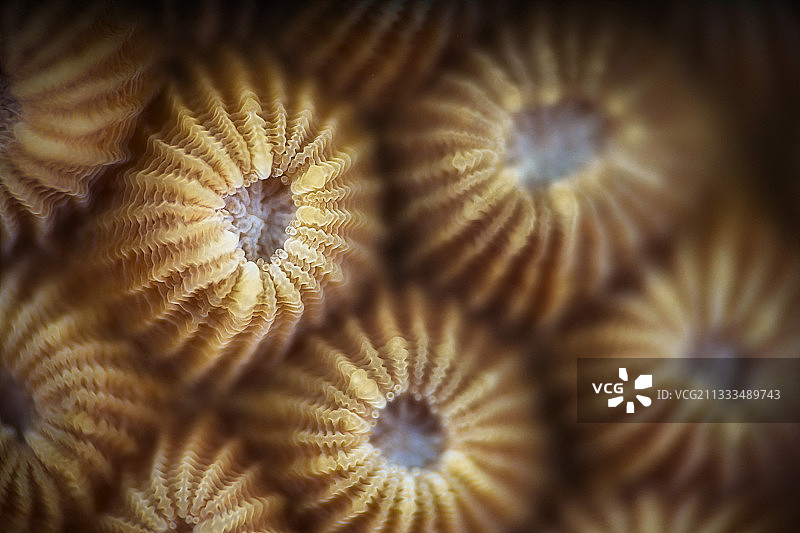 珊瑚虫细节，马约特图片素材