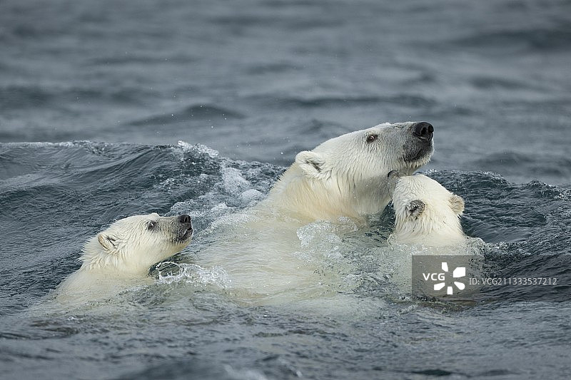 北极熊和幼崽在加拿大努勒维特地区浅水湾海港群岛附近游泳图片素材