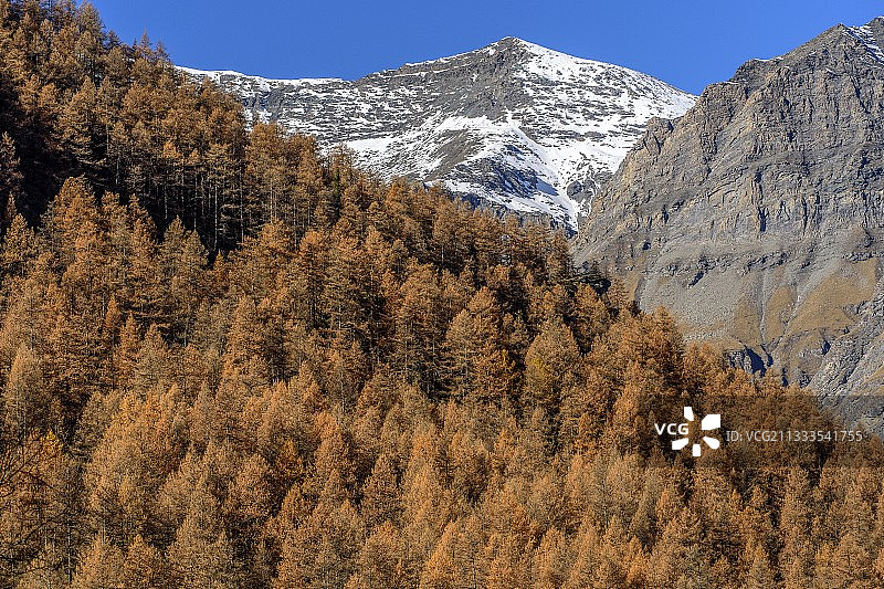 法国萨伏伊高级莫里安贝桑的阿佛洛尔山谷秋季落叶松图片素材