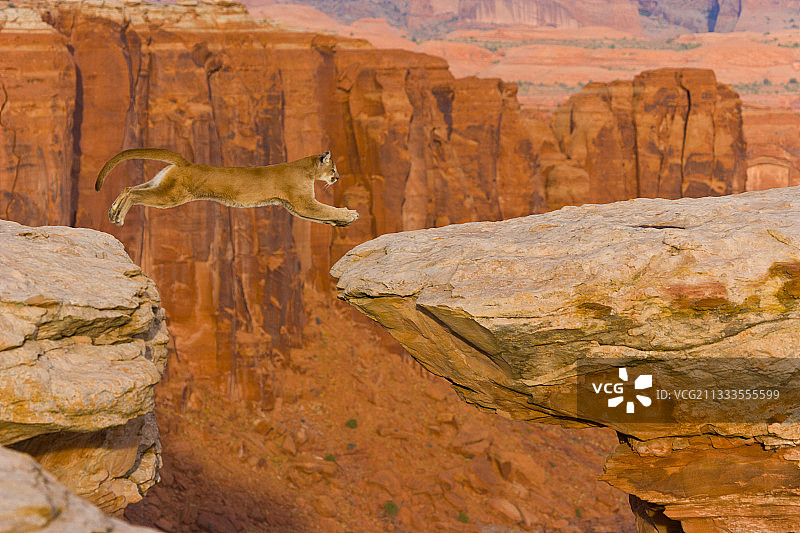美洲狮在岩石上跳跃，美国图片素材