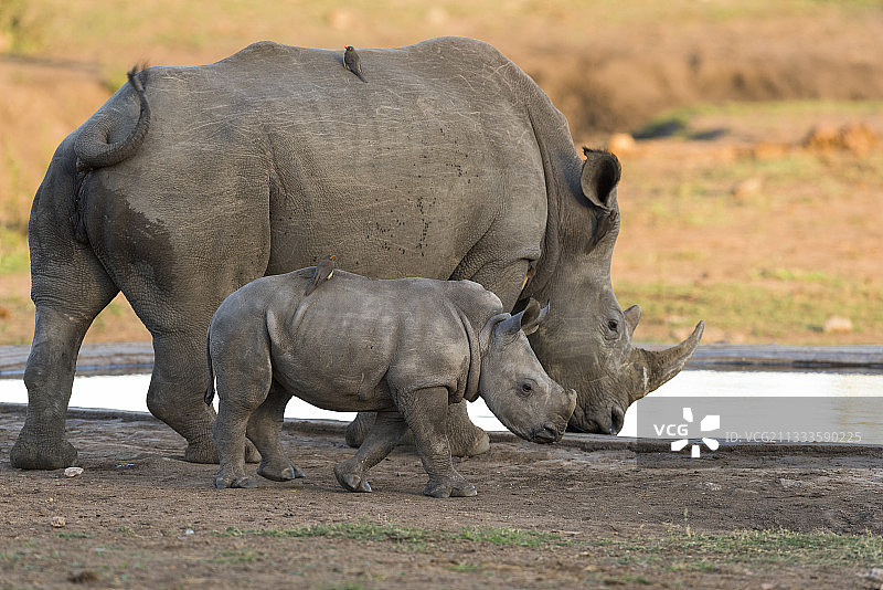南非克鲁格国家公园，水坑里的白犀牛，妈妈和他的幼崽图片素材