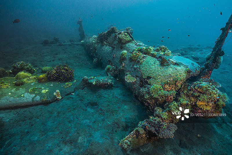 Tara Pacific expedition - 2017年11月巴布亚新几内亚金贝湾，零沉船:这个沉船上的珊瑚生长来自74年的时期!D: 15m The ZERO，是一架日本二战战斗机的残骸。这艘沉船是2000年1月被当地的威廉姆·努利发现的，当时他正在自由潜水寻找海参。他问瓦林迪种植园度假村的潜水队是否知道这是什么，当他们调查时，他们发现了一架零式战斗机的完整残骸，躺在15米深的沉积物底部。这架二战中的日本战斗机几乎是完整无缺的。据信飞机已经迫降，飞行员生还，但在岛上没有找到。他再也没有回家。也许他消失在丛林里了?1943年12月26日，在格洛斯特角战役中，日本飞行员紧急迫降，他的三菱A6M零型飞机在距西新不列颠省约100米的海面上迫降。驾驶这架飞机的是204st K?图片素材