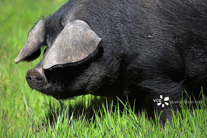 法国草地上的加斯科涅猪图片素材