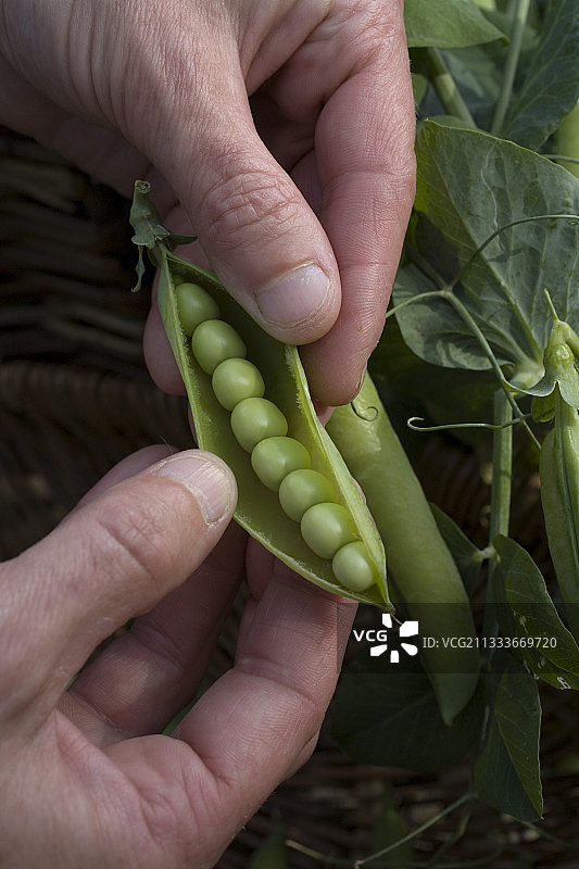 收获花园豌豆法国图片素材