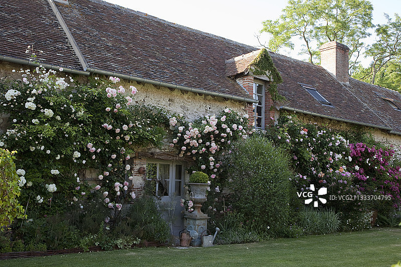 在法国罗克林花园前的蔷薇图片素材