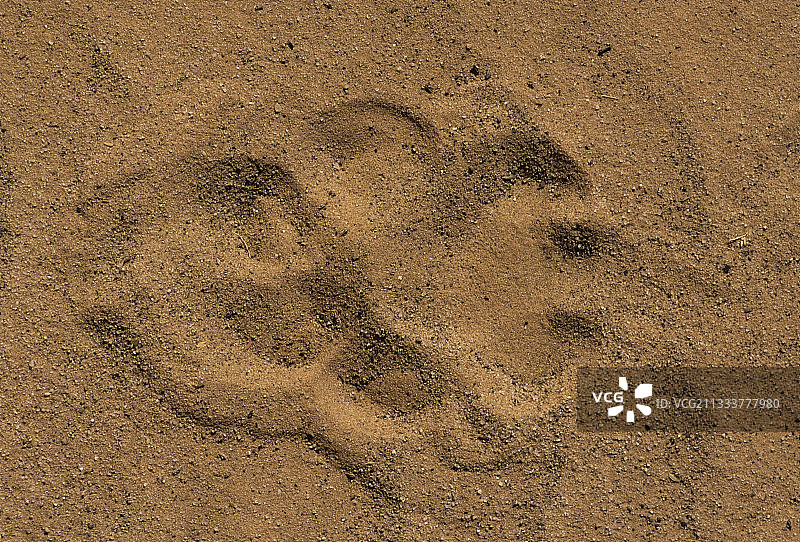 沙上的狮子爪印卡拉哈里大羚羊RSA图片素材