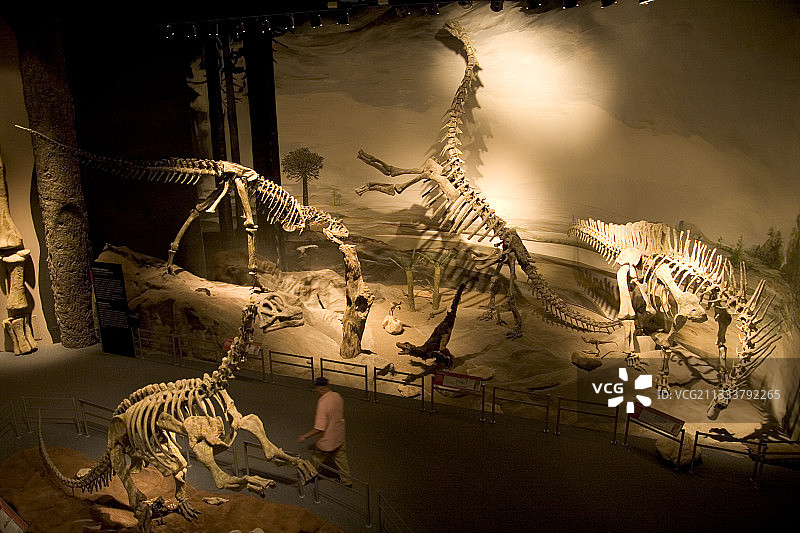 阿根廷Trelew古生物博物馆的恐龙图片素材