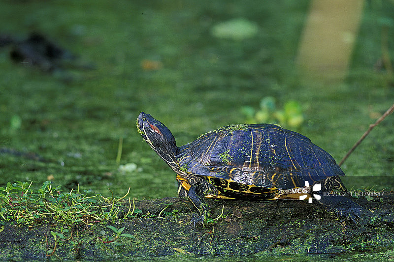 美国德克萨斯州沼泽中的贝兰迪尔乌龟图片素材
