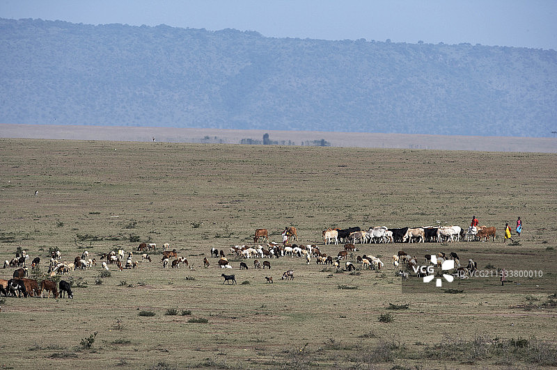 Masaïs和牛群在保护区Masaï-Mara在肯尼亚图片素材