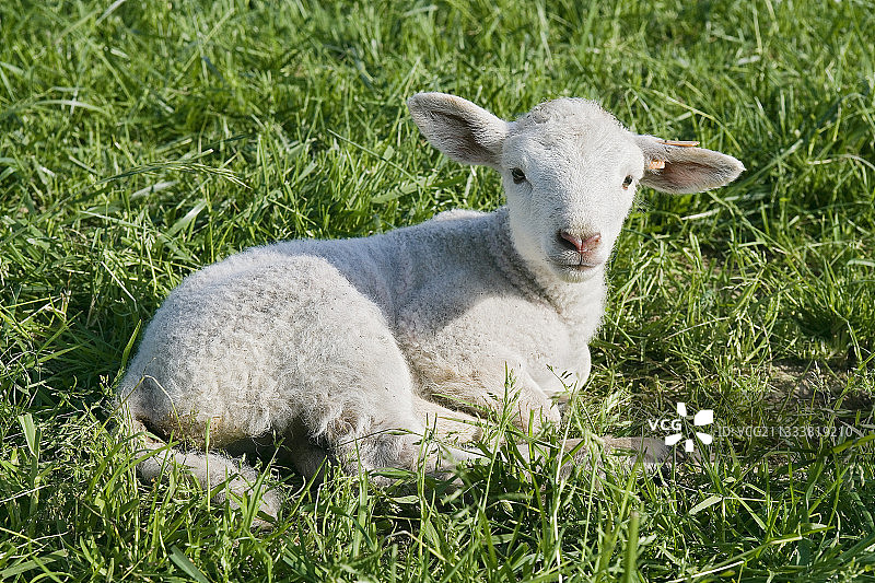 十字羔羊夏洛来躺在法国的草地上图片素材