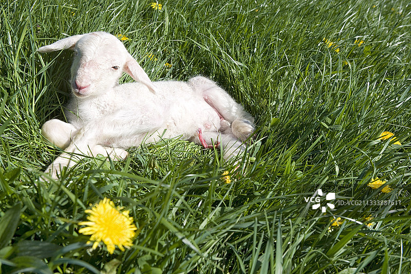 新生的小羊羔东羊毛美利奴在牧场法国图片素材