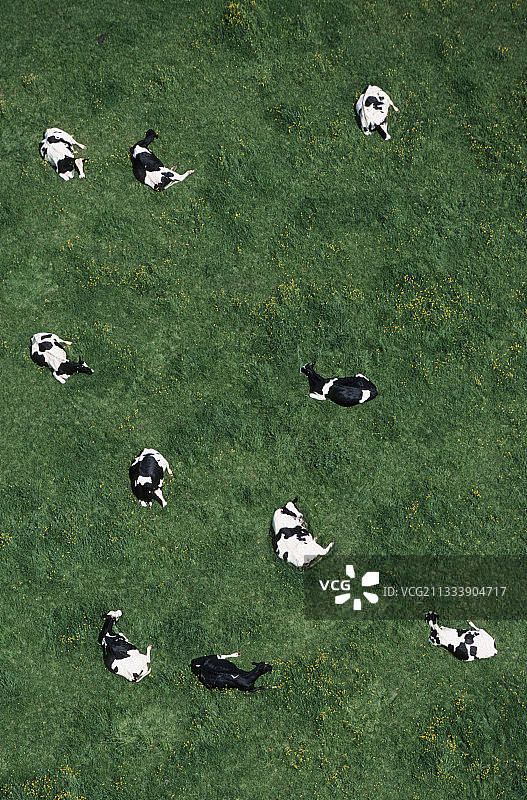 空中射击草地上的普里姆荷尔斯泰因牛群图片素材