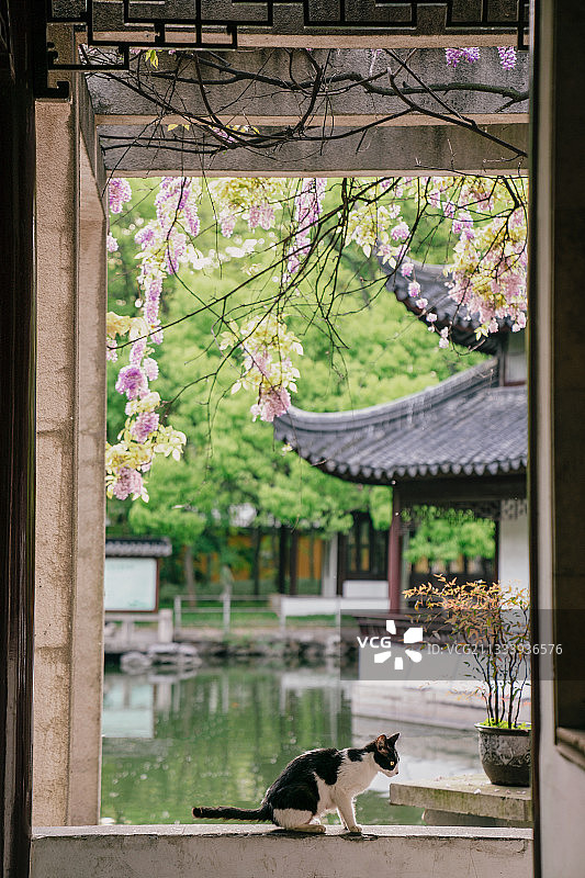 苏州西园寺繁花系列之紫藤猫图片素材