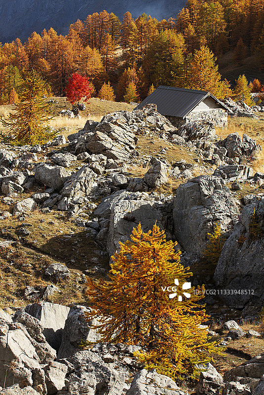 阿尔卑斯山和落叶松上常见的白光牧羊人小屋图片素材