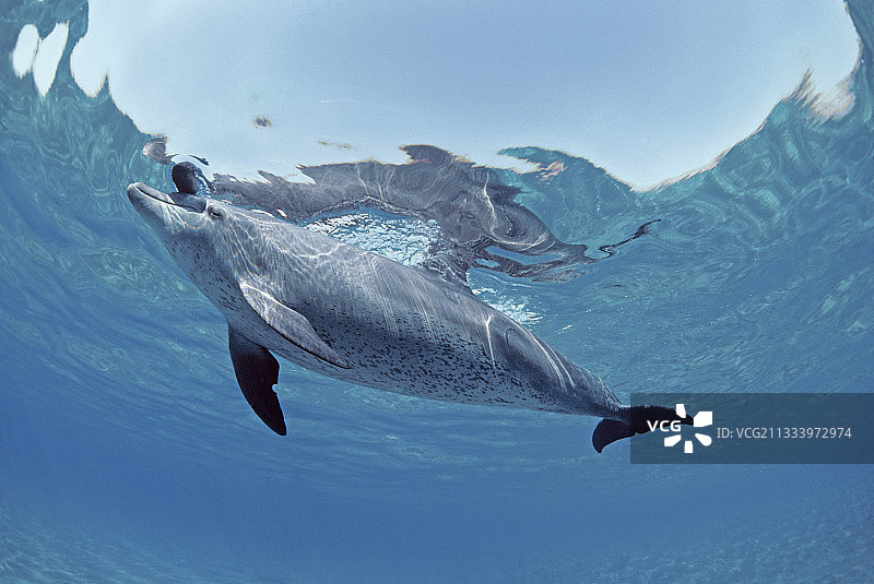 宽吻海豚和小海豚在玩海参图片素材