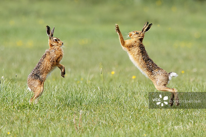 棕色野兔在春天的英格兰拳击图片素材
