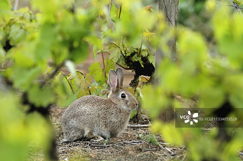 产于法国勃艮第的欧洲兔子图片素材