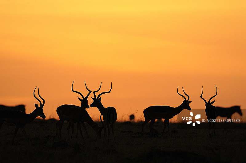 肯尼亚马赛马拉日出时的黑斑羚图片素材