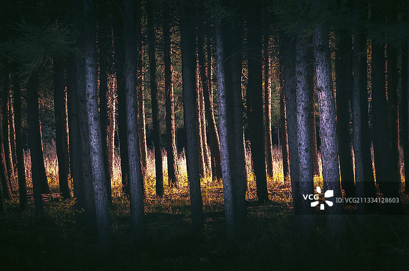树林侧光线条图片素材