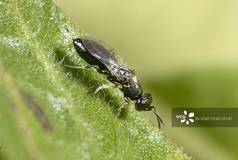 对橄榄蝇生物防治的潜在寄生虫图片素材