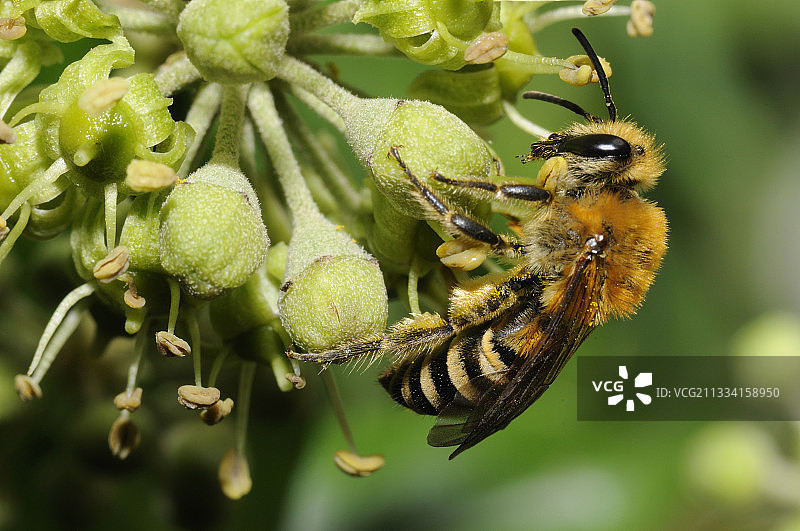 常青藤蜜蜂在英国常青藤花-北部孚日法国图片素材