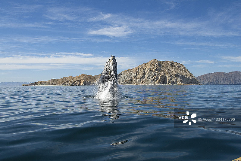 驼背鲸的突破-加利福尼亚湾图片素材